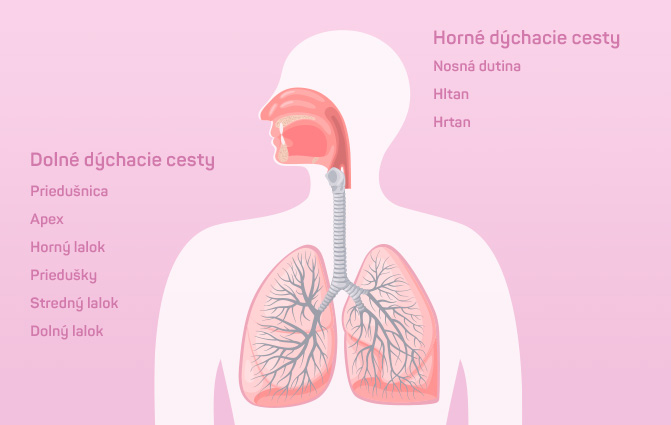 Horné dýchacie cesty - Dolné dýchacie cesty